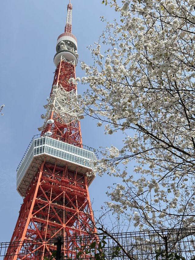 Sakura Season in Japan 🌸✨ 7Apr - 9Apr 2025