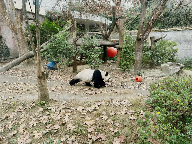 Chengdu Zoo 
