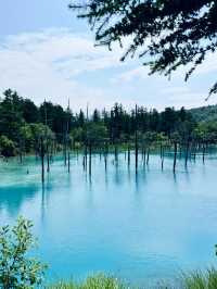 🌿 여름 삿포로 여행 가이드 🌊🦀