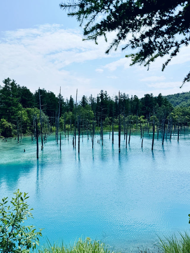 🌿 여름 삿포로 여행 가이드 🌊🦀