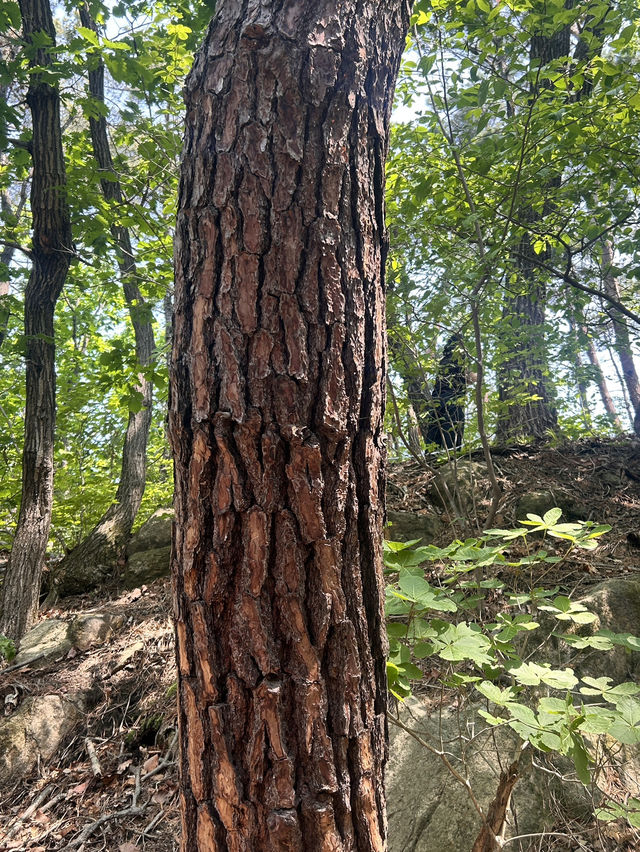 삼막사 등산