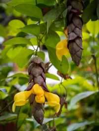 Blooms of Dhaka University: A Peaceful Pause in the Heart of the City