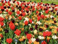 SPRING BLOOMS IN PARIS | JARDIN DES PLANTES