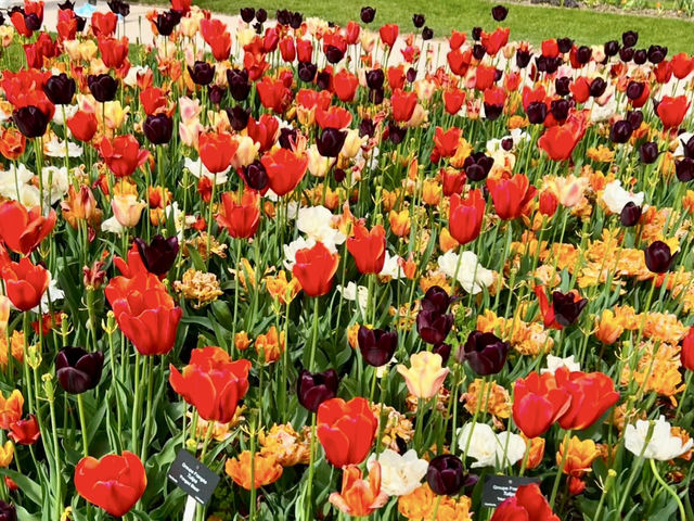 SPRING BLOOMS IN PARIS | JARDIN DES PLANTES