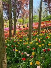 💕마음까지 환해지는 곳 아산 피나클랜드🌷🍃