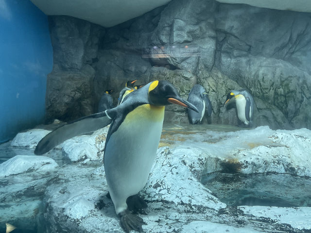 【鴨川シーワールド｜千葉・鴨川】 シャチに会える、日本でも数少ない水族館
