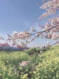 Petals and Legends at Oka Castle Ruins
