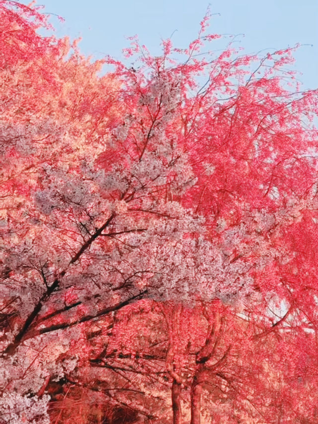 Reflections of Spring at Ichifusa Dam Lake