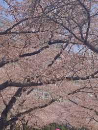 경주 벚꽃 명소들 🌸