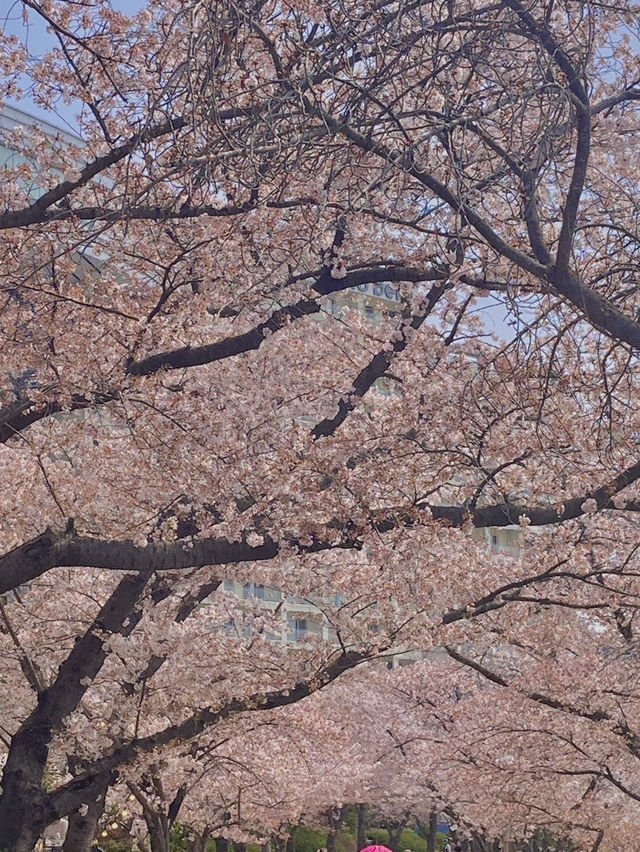경주 벚꽃 명소들 🌸