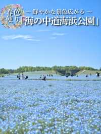 春のカラフルピクニックを満喫しよう🌸🌊🌼※ 観光攻略情報付き