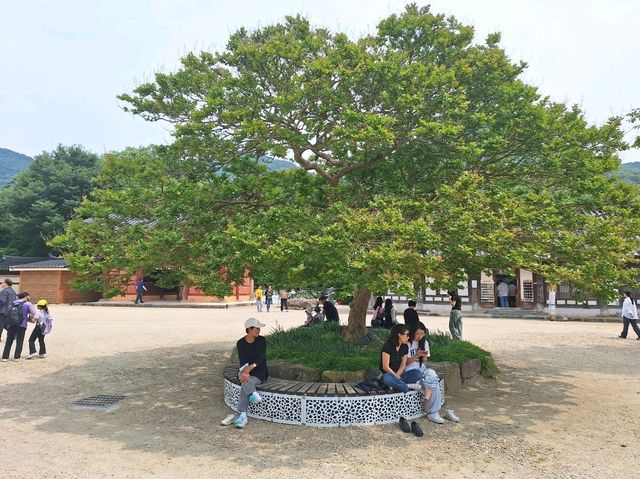 중년에 홀로떠난 여행 1일차 고창 선운사에서