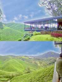 Stairway to Tea Heaven: BOH Viewpoint Delivers the Views