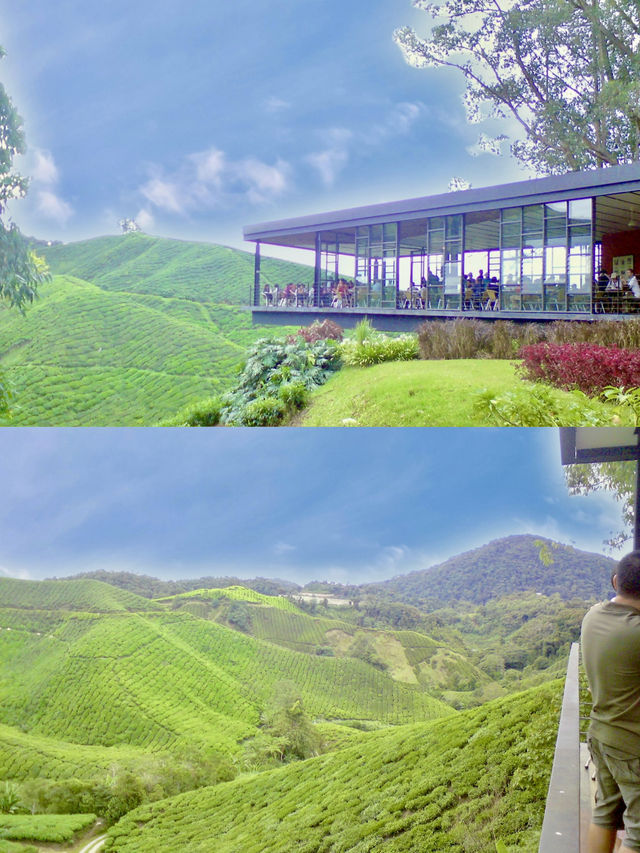 Stairway to Tea Heaven: BOH Viewpoint Delivers the Views