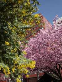 🌸💛**【蔵前神社】 春、桜とミモザに包まれる小さな神社で、やさしい願いごとを**