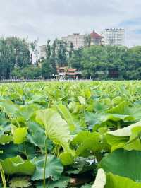 🌸 A Bloom-Filled Getaway to China’s Eternal Spring City🌸