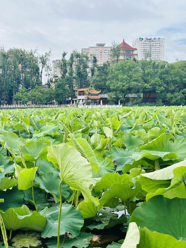 🌸 A Bloom-Filled Getaway to China’s Eternal Spring City🌸