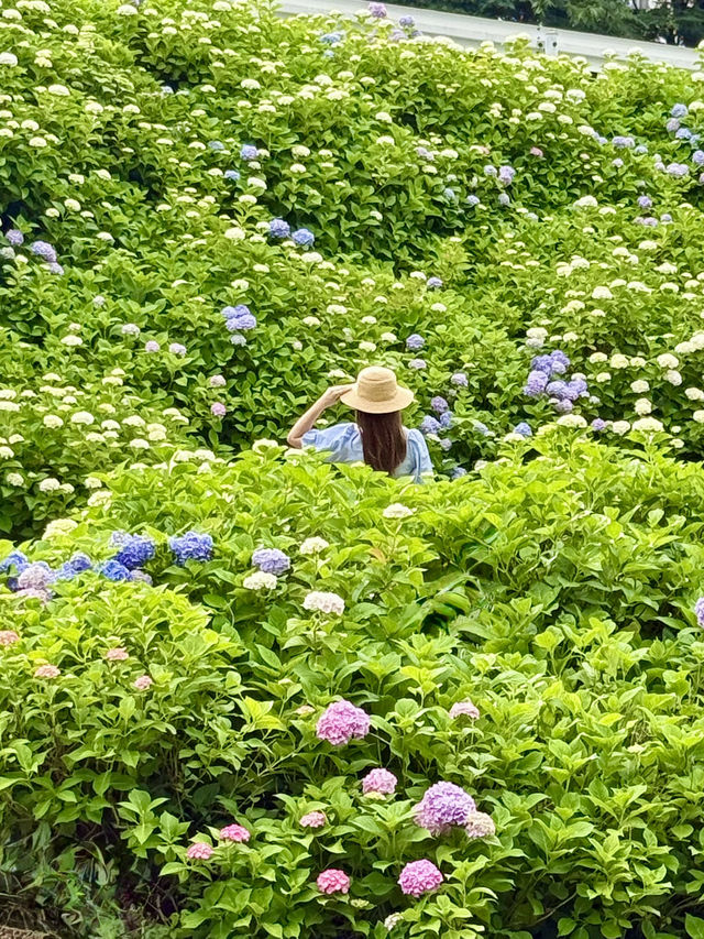 京都 ❤︎ 10,000株を超えるあじさいの小径🩵💜🩷