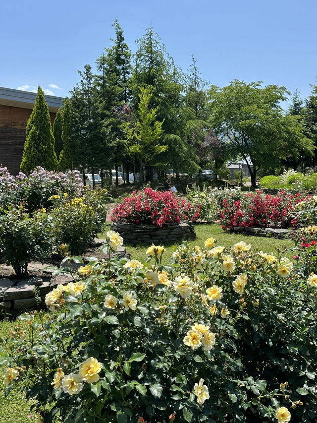 각양각색의 다양한 장미를 구경할 수 있는 🌷구마모토 아소 장미 정원 여행일정 추천💖