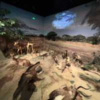 深圳博物館之野生動物展