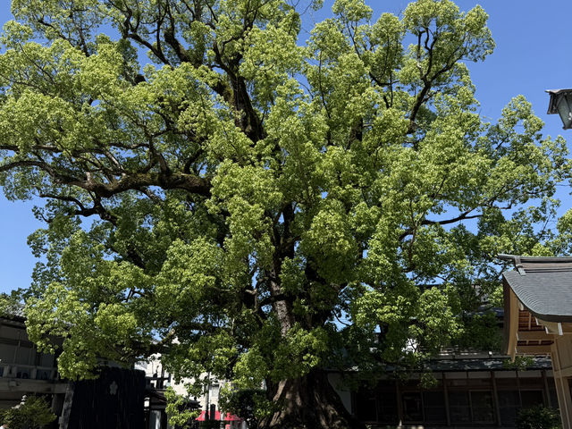 Dazaifu ศาลเจ้าใกล้ fukuoka
