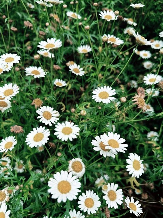A Garden Above the Clouds: Cameron Highland Flora Park