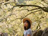 beautiful view with full bloomed plum flowers & nice trekking in Moc Chau