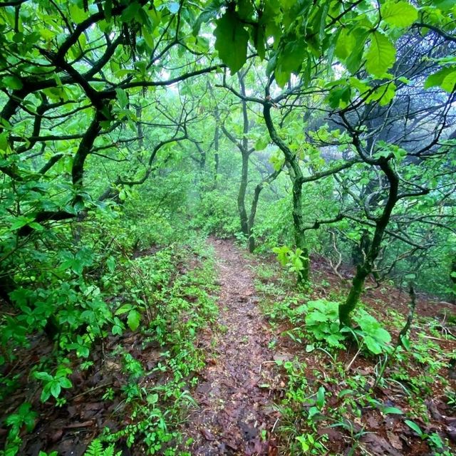 Mudeungsan Green Trail: Nature Walkin’ Like a Pro