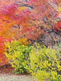[설악산 여행기] 걷는 것만으로도 위로가 되는 시간, 설악산🌲