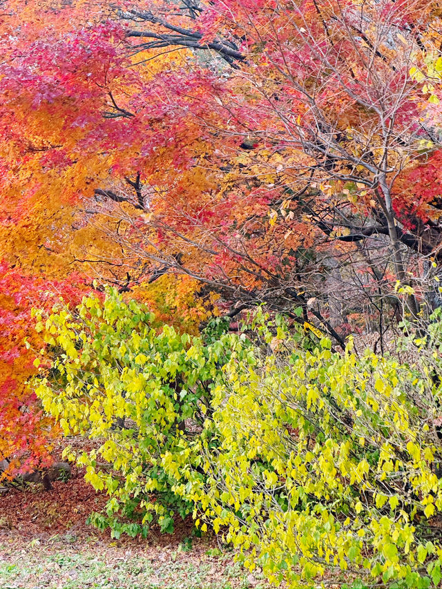 [설악산 여행기] 걷는 것만으로도 위로가 되는 시간, 설악산🌲