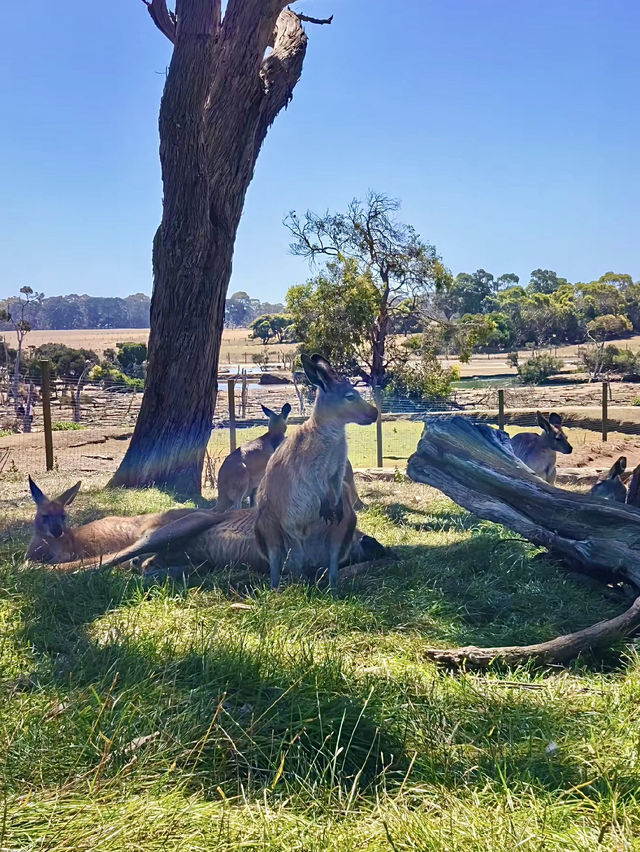 ออสเตรเลีย🇦🇺