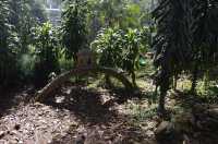Anna Park Yercaud