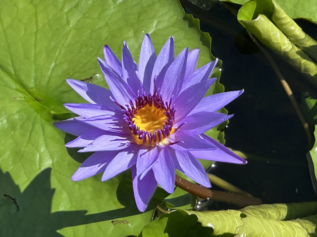 香港好去處 | 賞花 | 志蓮淨苑 | 蓮花