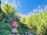 秋芒。金包里大道（魚路古道）
