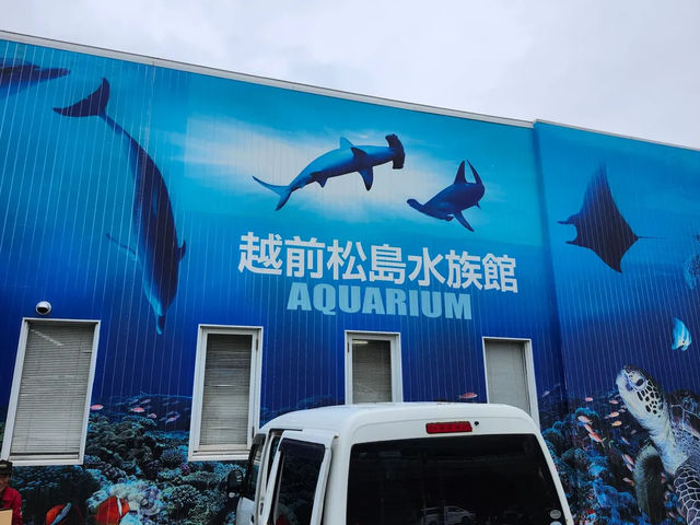 【越前松島水族館でふれあい満喫🐬】海の仲間と過ごす癒しの時間🌊✨