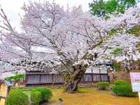 ปราสาทฮิโรซากิ (Hirosaki Castle / 弘前城)