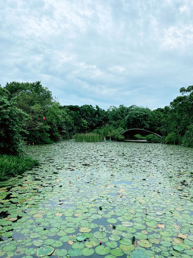 Discover Tranquility at Kingfisher’s Wetland Wildlife Lookout in Singapore