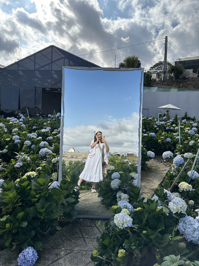 🇻🇳Bloom season in Dalat is unreal 🌸