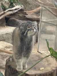 【神戸どうぶつ王国】動物との距離ゼロ！ふれあい満載の癒しテーマパーク🐾✨