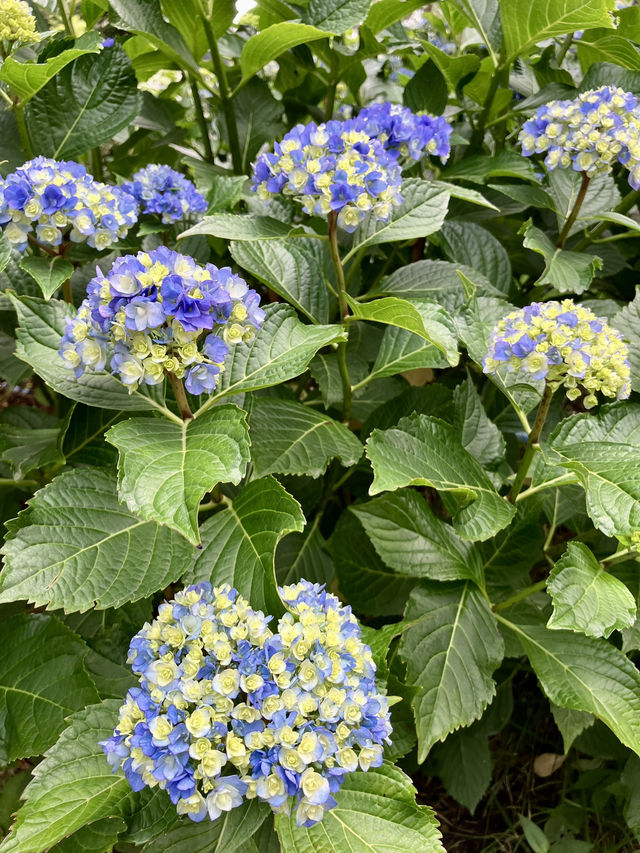 繡球花@長生浦鯨魚文化村