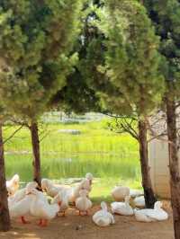 คาเฟ่เขาใหญ่ Bucolic Khaoyai 🌳🌲🍃🪵🧺🤎