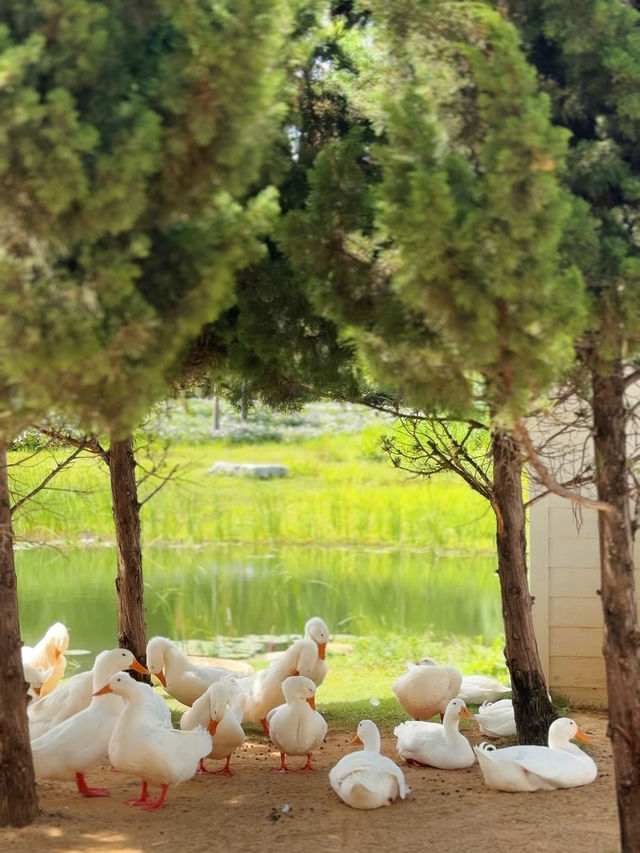 คาเฟ่เขาใหญ่ Bucolic Khaoyai 🌳🌲🍃🪵🧺🤎
