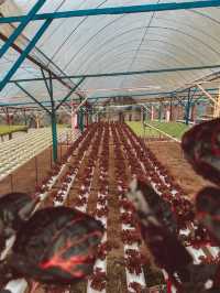 Strawberries, Flowers & Café Treats: A Day at Big Red Farm