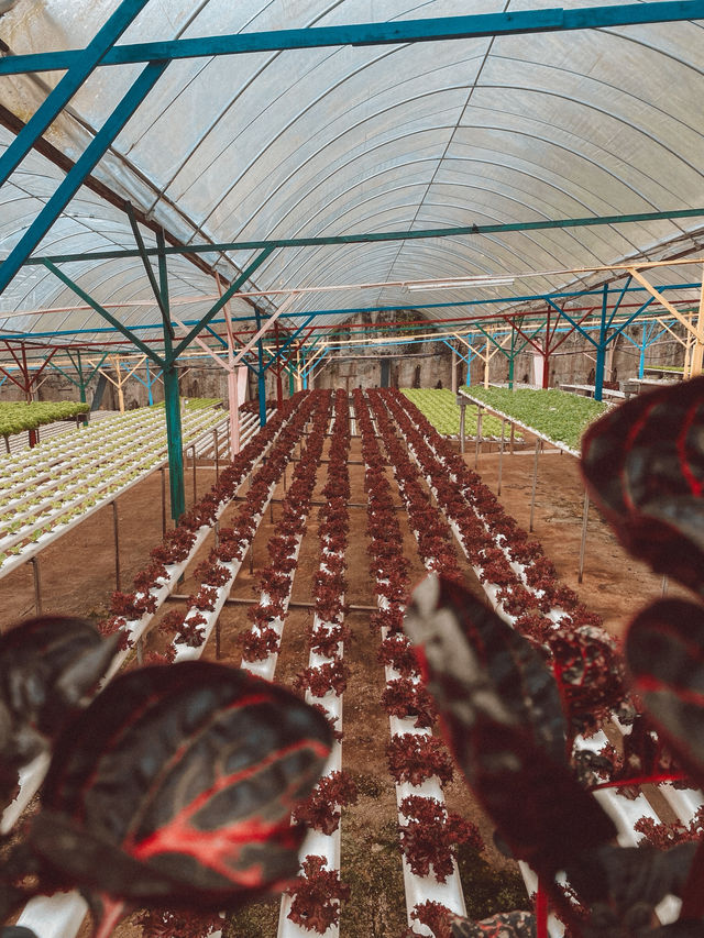 Strawberries, Flowers & Café Treats: A Day at Big Red Farm