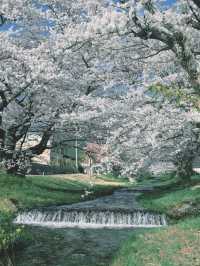 🌸 Kannonji River – อุโมงค์ซากุระริมแม่น้ำ