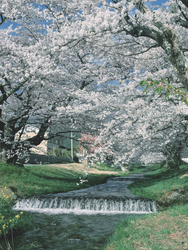 🌸 Kannonji River – อุโมงค์ซากุระริมแม่น้ำ