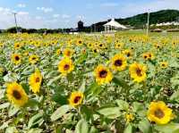 花博大佳河濱公園向日葵花海