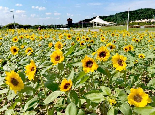 花博大佳河濱公園向日葵花海