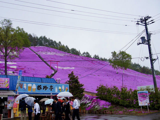 🌸 A Sea of Pink – Higashimokoto Shibazakura Park in Full Bloom