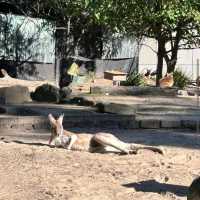 Taronga Zoo
